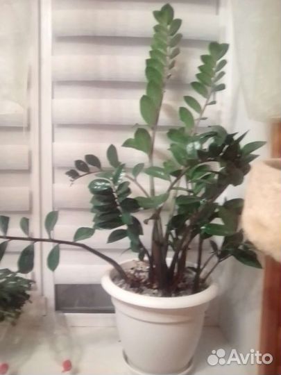 Замиокулькас