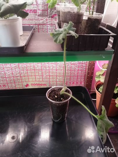 Пеларгонии сортовые