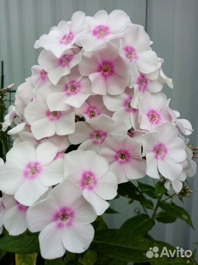 Флоксы многолетние сортовые