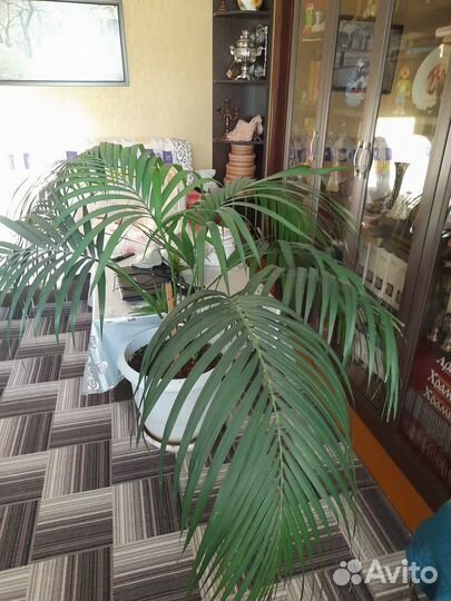 Комнатные растения цветы большие