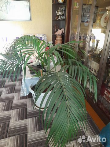 Комнатные растения цветы большие