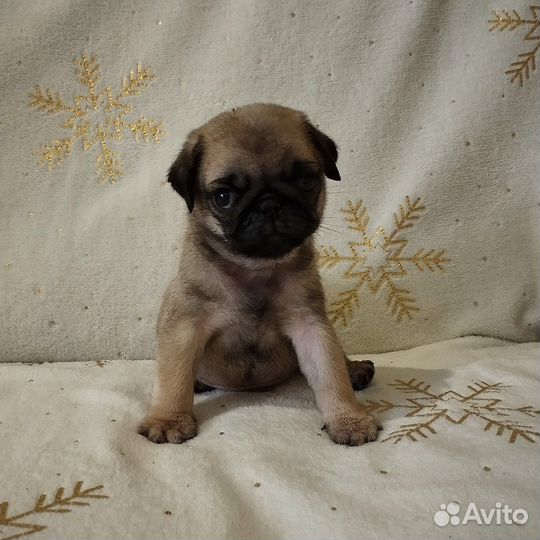 Щенки Мопса