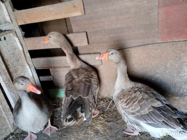 Продам семью гусей
