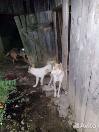 Рабочая зсл