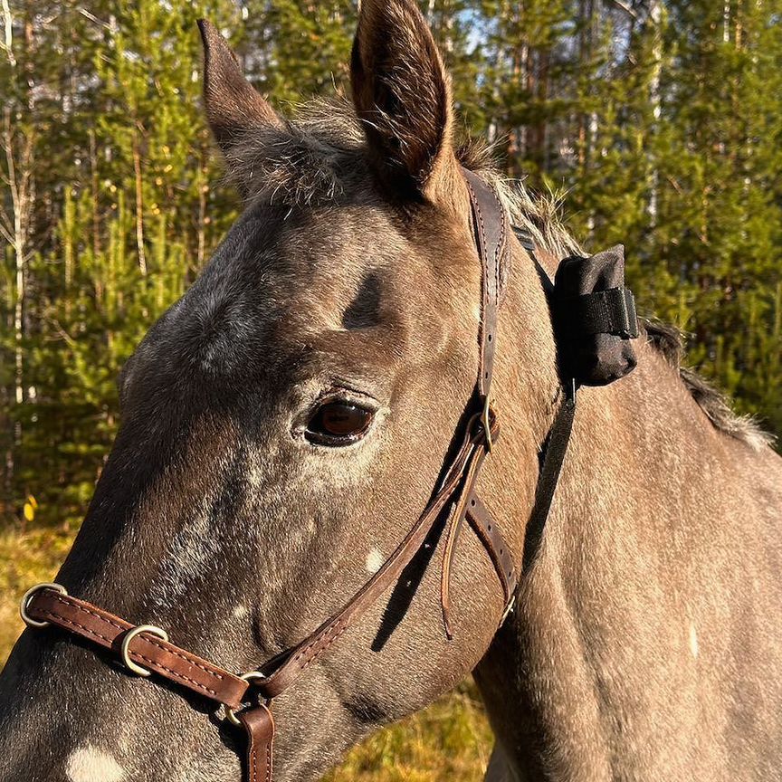 Gps tracker для коров