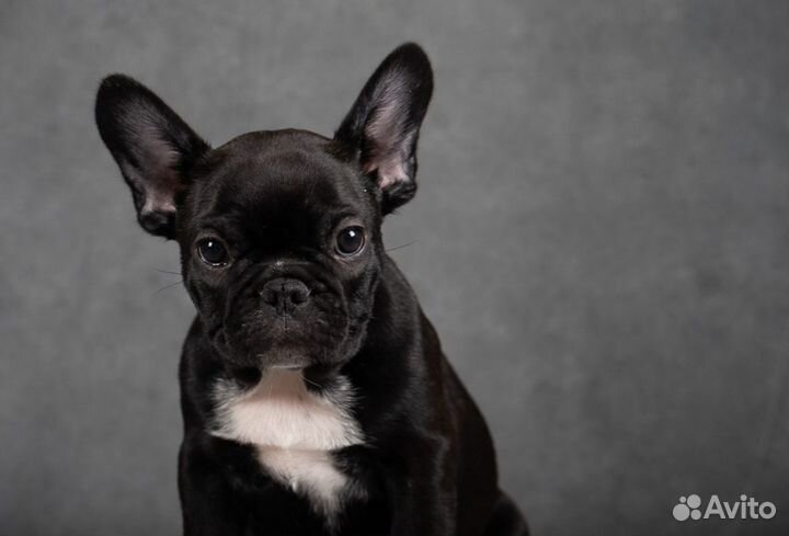 Французский бульдог