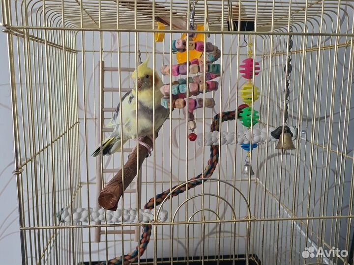 Попугай корелла с клеткой, ручная