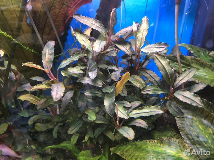 Эхинодорус тропика, Буцефаландры, анубиас