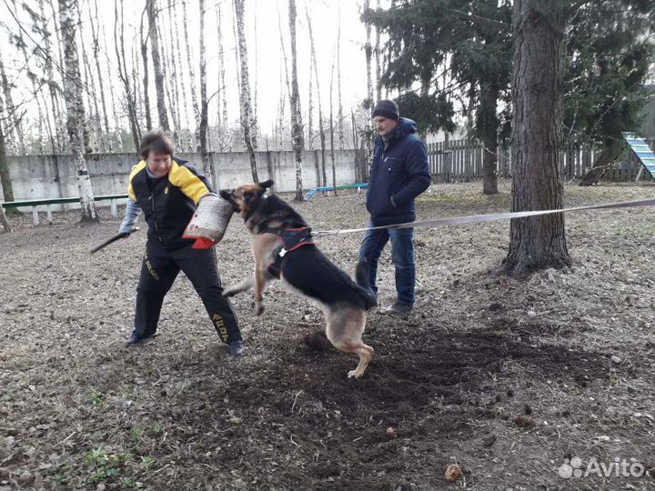 Для вязки Восточноевропейская овчарка