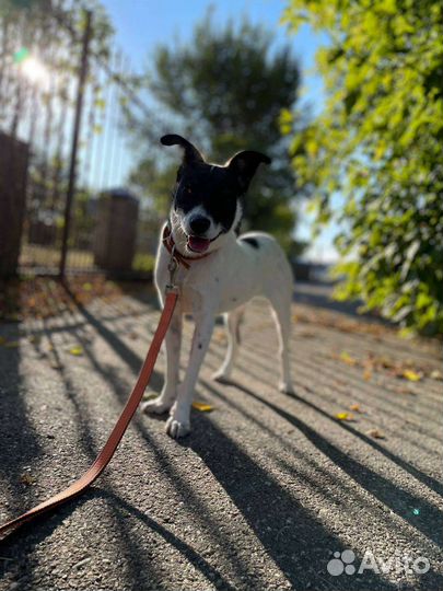 Маленькая собачка в добрые руки