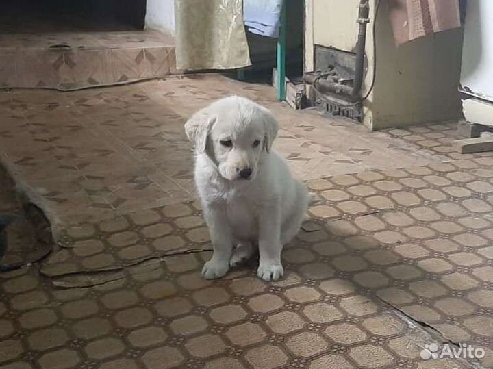 Щенки лабрадора