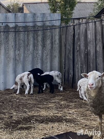 Продам овец с ягнятами на племя