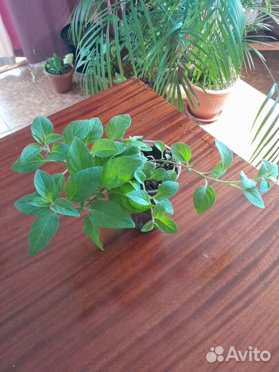 Растения для сада