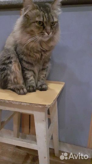 Два кота в дар