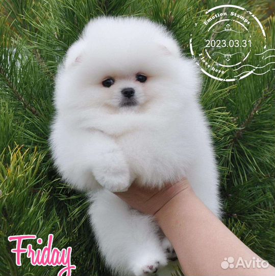 Шикарные лапули