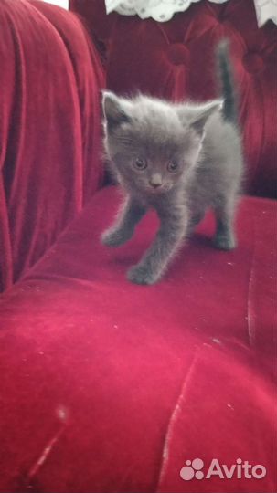 Котята отдам бесплатно