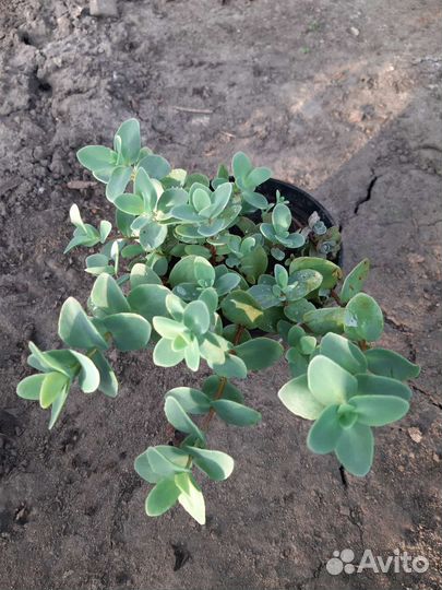 Очиток седум