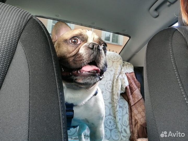 Французский бульдог, вязка