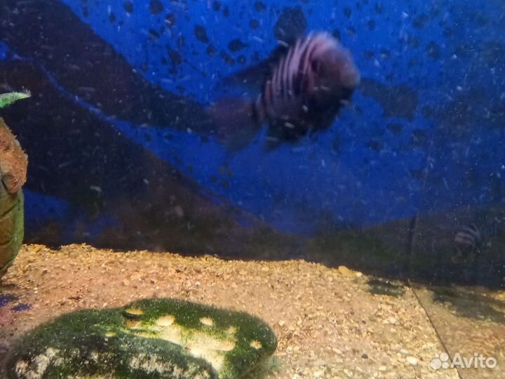 Цихлозома чернополосая