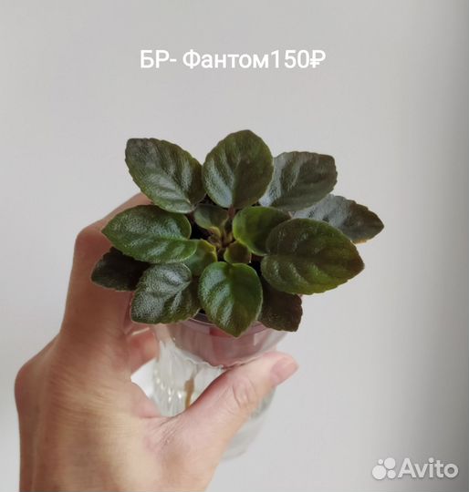 Фиалки мини (детки)