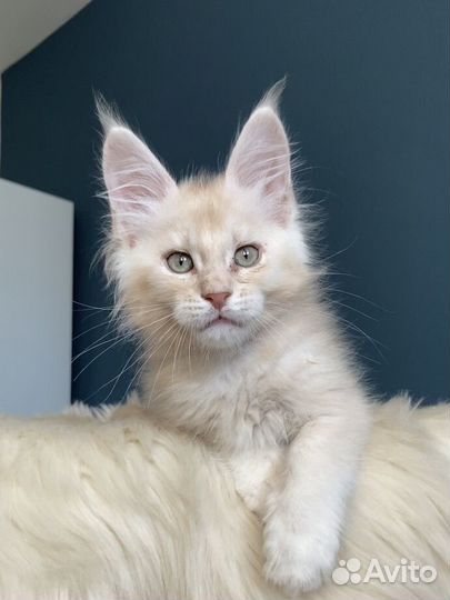 Котята мейн-кун