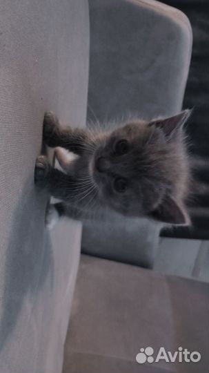 Кошка в дар