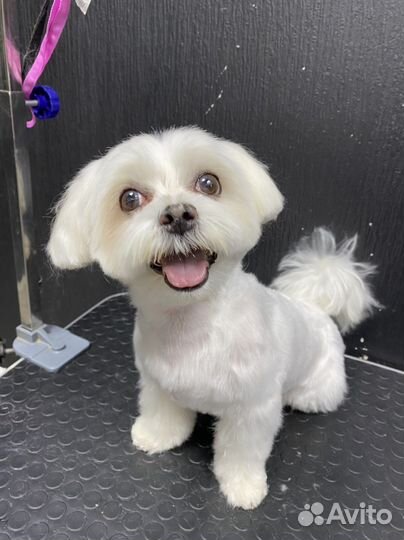 Стрижка кошек и собак