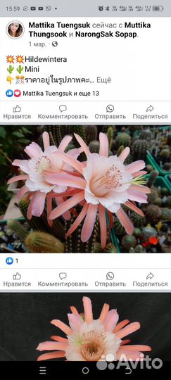 Трихоцереус