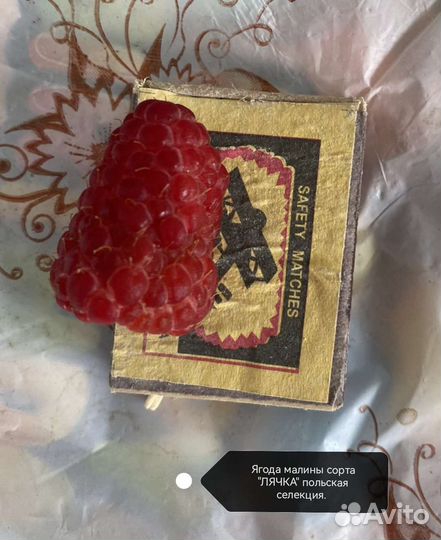 Малина разные сорта