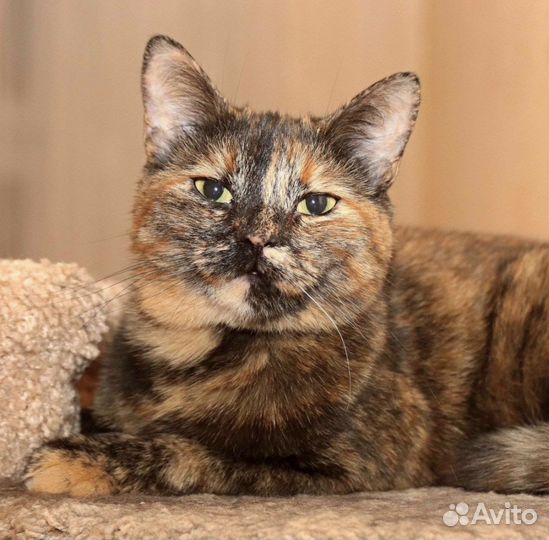 Кошечка-черепашка в поисках дома