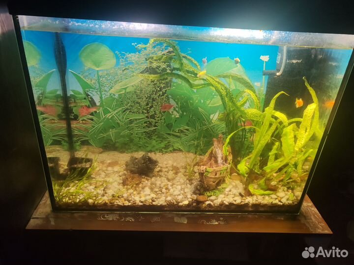 Аквариум