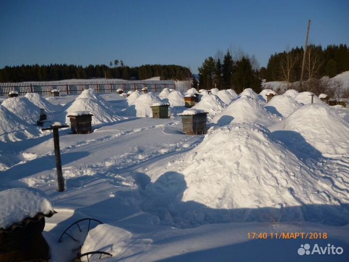 Пчелосемьи, пчелопакеты