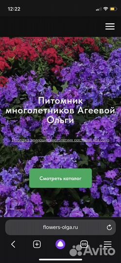 Саженцы роз с закрытой корневой системой