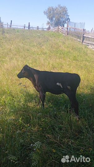 Продам телочек