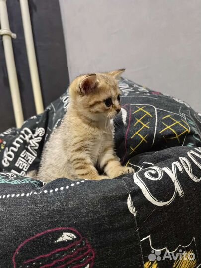 Британские котята