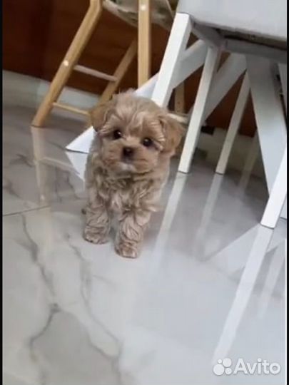 Щенки мальтипу