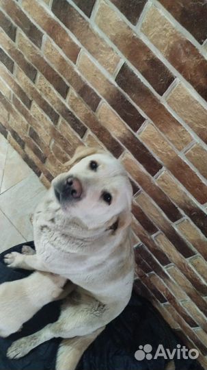 Лабрадор ретривер