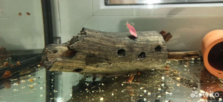 Аквариумные рыбки