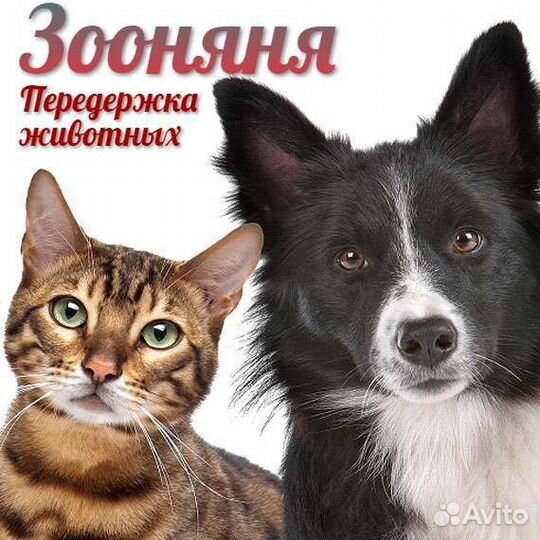 Передержка животных