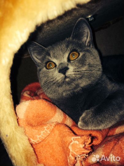 Приглашаем невест на свидание