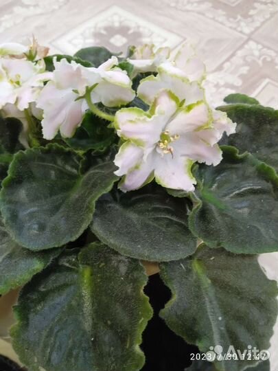 Комнатные цветы