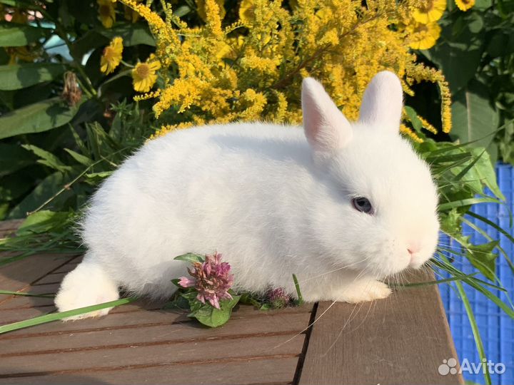 Белые крольчата гермелин