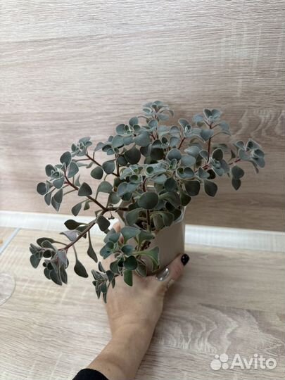 Аихризон (дерево любви)