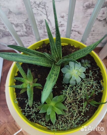 Набор суккулентов