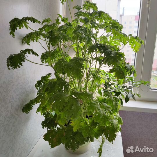 Герань душистая