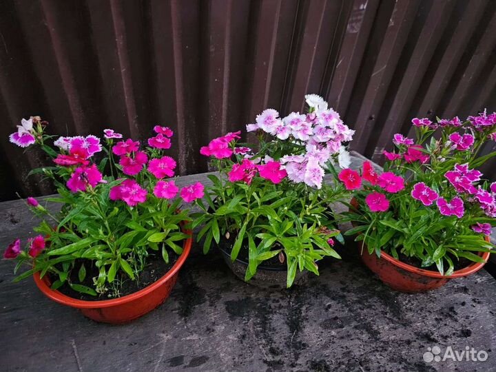 Гвоздика многолетняя