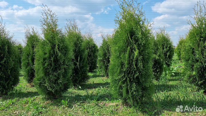 Туи оптом. Туя Колумна 140-160см