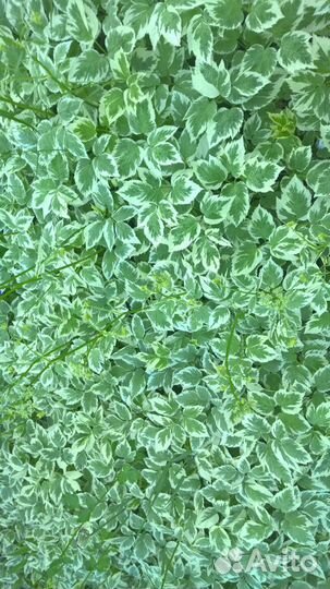 Многолетники для сада цветы