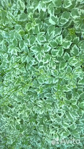 Многолетники для сада цветы