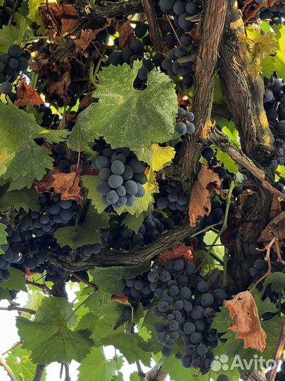 Винный виноград